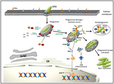 Frontiers | The Macrophage: A Disputed Fortress In The Battle Against ...